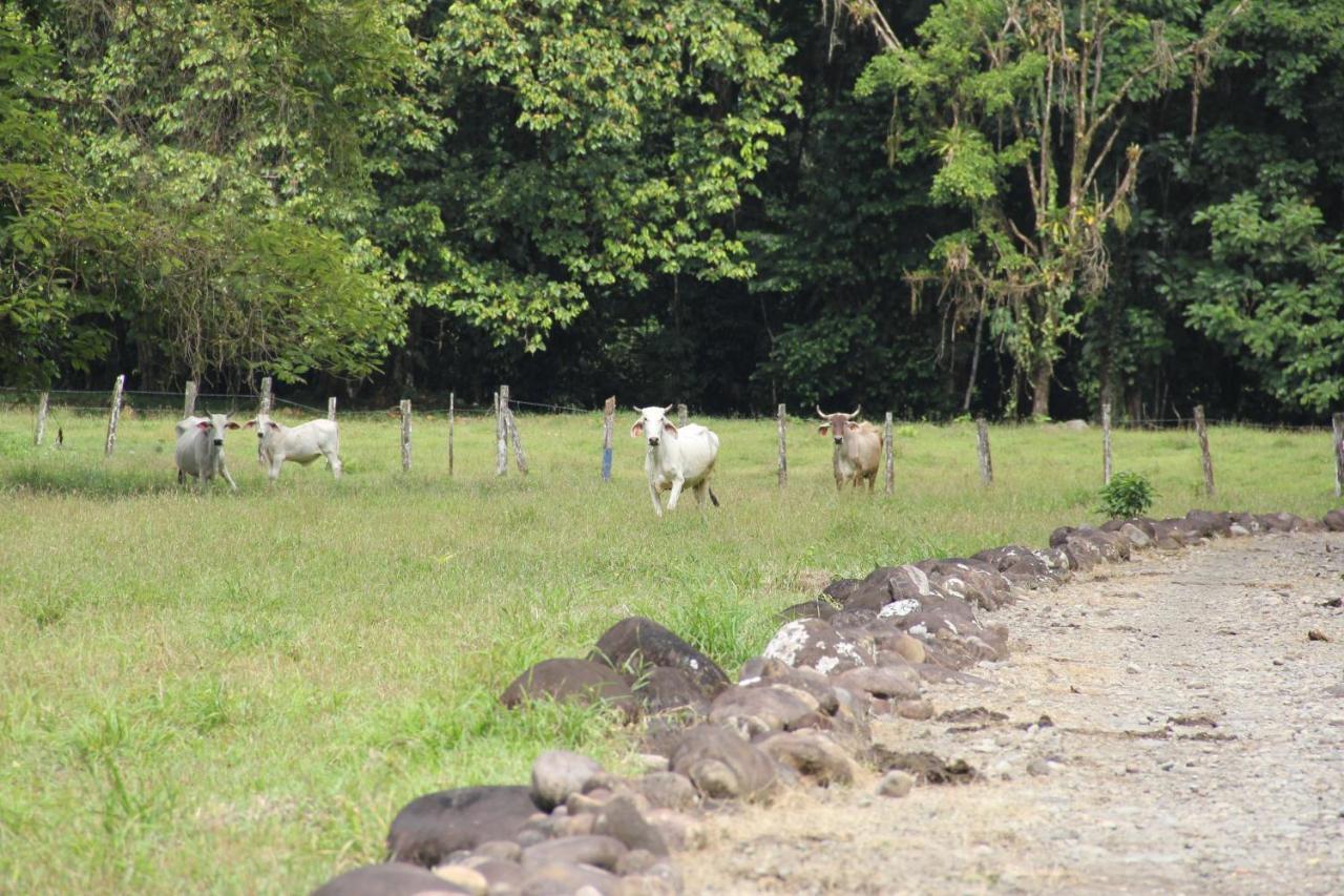 Sarapiquí Horquetas River Lodge מראה חיצוני תמונה