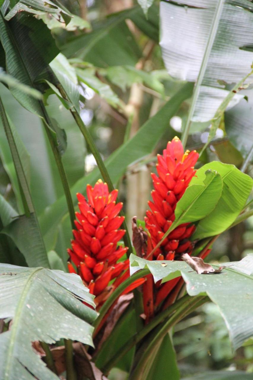 Sarapiquí Horquetas River Lodge מראה חיצוני תמונה